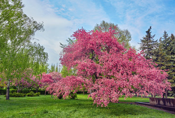 Naklejka premium Ornamental garden with majestically blossoming large cherry trees