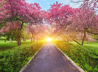 Park with alley of blossoming red apple trees.