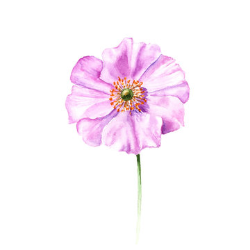 Watercolor anemone flower. Hand drawn single flower isolated on white background. Artistic floral element. Botany illustration