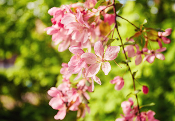 Obraz premium Beautiful cherry blossom sakura in spring time