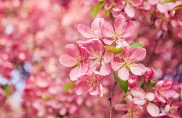 Naklejka premium Decorative red apple tree flowers blossoming at spring time
