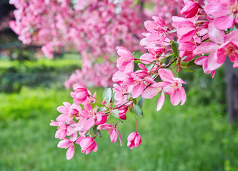 Beautiful cherry blossom sakura in spring time