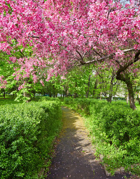 Park with alley of blossoming red apple trees.