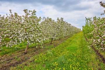 Fototapeta na wymiar Beautiful blooming of decorative white apple and fruit trees over bright blue sky in colorful vivid spring park full of green grass