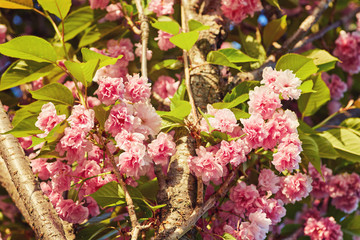 blooming pink cherry branches against blue sky at springtime,