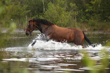 Braunes Pferd l&auml;uft im See