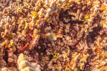 Eel Camouflaged in Coral Reef