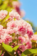 Beautiful cherry blossom sakura in spring time