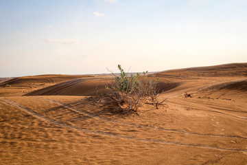 Sandwüste im Abendlicht, Wüste