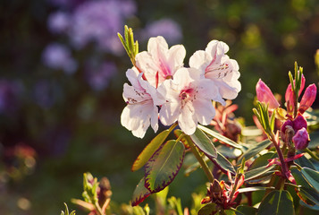 Blooming pink rhododendron in the garden