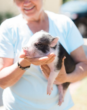 Woman Holding Adorable Mini Piglet Outdoors
