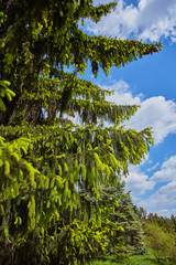 branch of spruce with new shoots