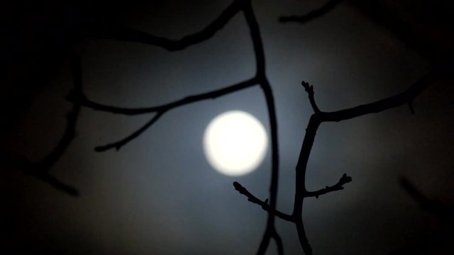 Bare branch of the nut on the night background of the defocused moon
