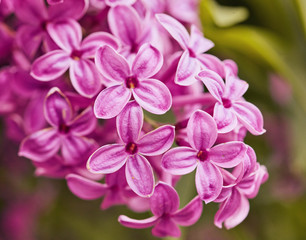 Fragrant lilac blossoms Syringa vulgaris . Shallow depth of field