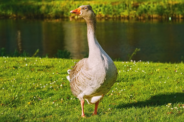 Grey Goose on the Grass
