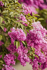 Spring flowers - blooming lilac flowers