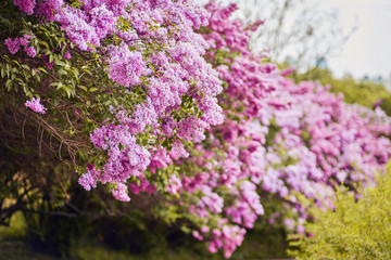 Obraz premium Fragrant lilac blossoms Syringa vulgaris . Shallow depth of field