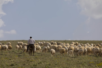 Volcanic mountain Erciyes and Kayseri farmland - Kayseri Turkey 09 June 2017 Shepherd's sheep grazing on the edge of Erciyes mountains 