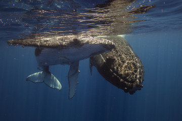 Humpback Whale and Calf in Blue Ocean 