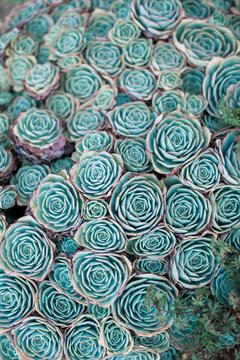 Close-Up of Succulent Plants