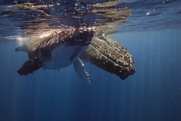 Humpback whales and Calf  underwater © Le Bouil Baptiste 
