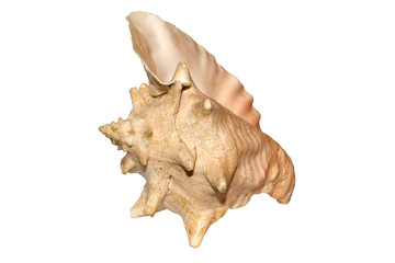 A great sea-shell brought from Cuba isolated on white background