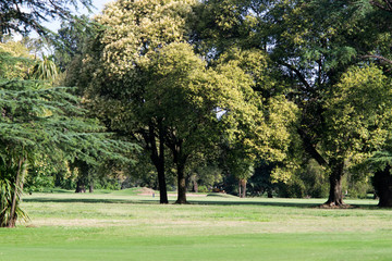 Fototapeta na wymiar Green grass at a beautiful golf course
