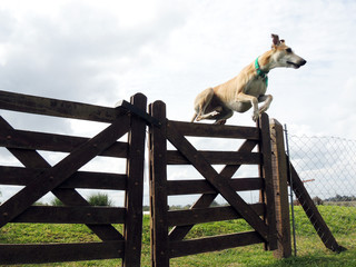 Whippet Jumping
