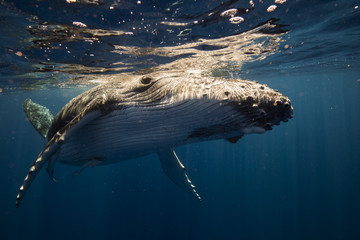 Humpback whales play in blue ocean underwater - obrazy, fototapety, plakaty