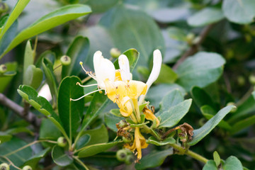 Flower of an Etruscan honeysuckle bush (Lonicera etrusca), an endemic of the Mediterranean region