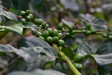 Tanzanian coffee