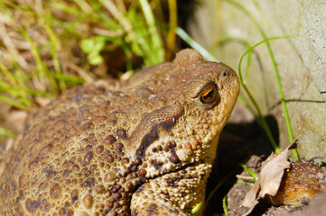 Common toad or European toad, portrait with visible venom glands