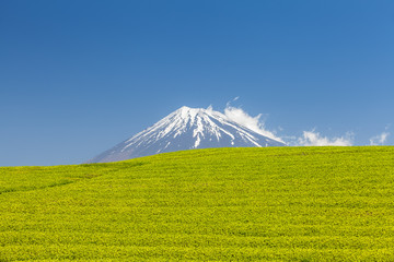 Fototapeta premium Tea farm and Mount Fuji in spring at Shizuoka prefecture