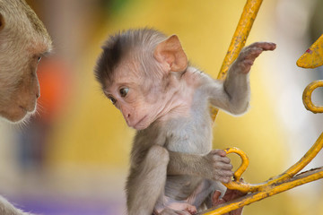 可愛いサル