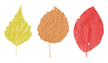 Vector Stippled Grainy Leaves
