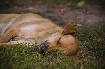 light brown mongrel dog peacefully sleeping on the grass lawn park