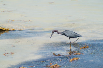 Little blue heron (Egretta caerulea) at Caye Caulker island, Belize