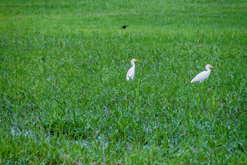 Cattle egret (Bubulcus ibis) near Dangriga town, Belize