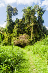 Fototapeta na wymiar Hiking trail in Cockscomb Basin Wildlife Sanctuary, Belize.