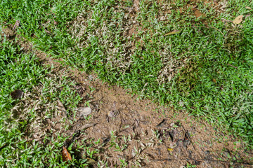 Leafcutter ant trail in  Cockscomb Basin Wildlife Sanctuary, Belize.