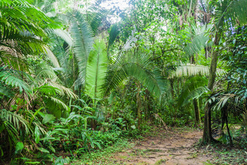 Hiking trail in Cockscomb Basin Wildlife Sanctuary, Belize.