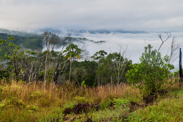 Fototapeta na wymiar Morning mist in Cockscomb Basin Wildlife Sanctuary, Belize.
