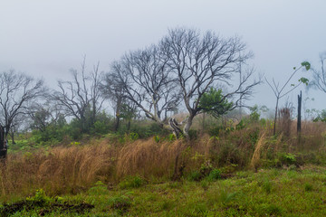 Landscape of Cockscomb Basin Wildlife Sanctuary, Belize.