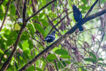 Bronzed cowbird (Molothrus aeneus)  in Cockscomb Basin Wildlife Sanctuary, Belize.