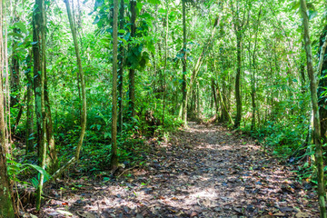 Hiking trail in Cockscomb Basin Wildlife Sanctuary, Belize.