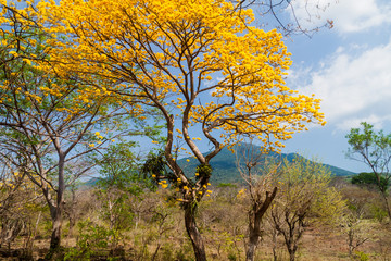 Trees and Maderas volcano on Ometepe island, Nicaragua