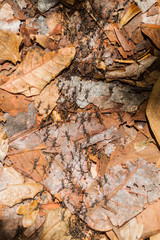 Ant trail in a forest covering Maderas volcano on Ometepe island, Nicaragua