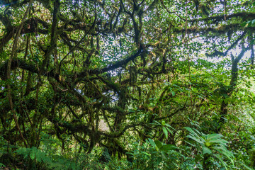 Cloud forest covering Maderas volcano on Ometepe island, Nicaragua