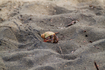 Hermit crab on a beach in Cahuita National Park, Costa Rica