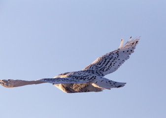 Snowy Owl in Flight